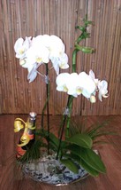 Orchidee mit Proseco 207