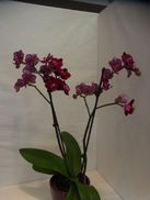 Orchidee mit passendem Übertopf 202
