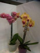 Orchideen mit Übertopf